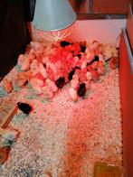 dag kuikens traditionele legrassen (100% hennen) 24 februari, Vrouwelijk, Kip