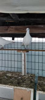10witte post duiven te koop 10€, Dieren en Toebehoren, Vogels | Duiven