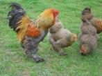 Brahma kippen, Dieren en Toebehoren, Pluimvee, Meerdere dieren, Kip