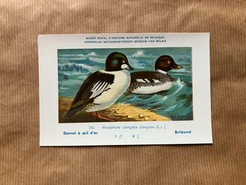 Vogels der Belgische Fauna Nr. 242 Brileend beschikbaar voor biedingen