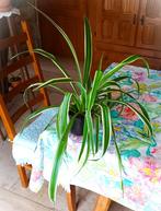 Grandes Chlorophytum (50 cm), Huis en Inrichting, Kamerplanten, Overige soorten, Minder dan 100 cm, Halfschaduw, In pot