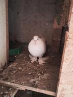 20 €  albanese duif