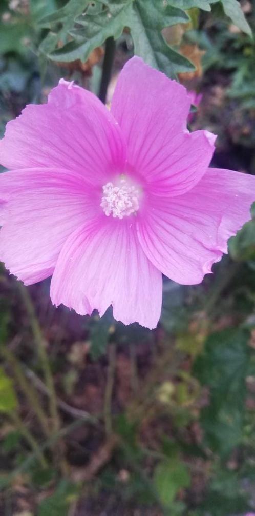 Vijfdelig kaasjeskruid, Tuin en Terras, Bloembollen en Zaden, Ophalen of Verzenden