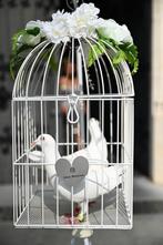 Witte duiven, Dieren en Toebehoren, Vogels | Duiven