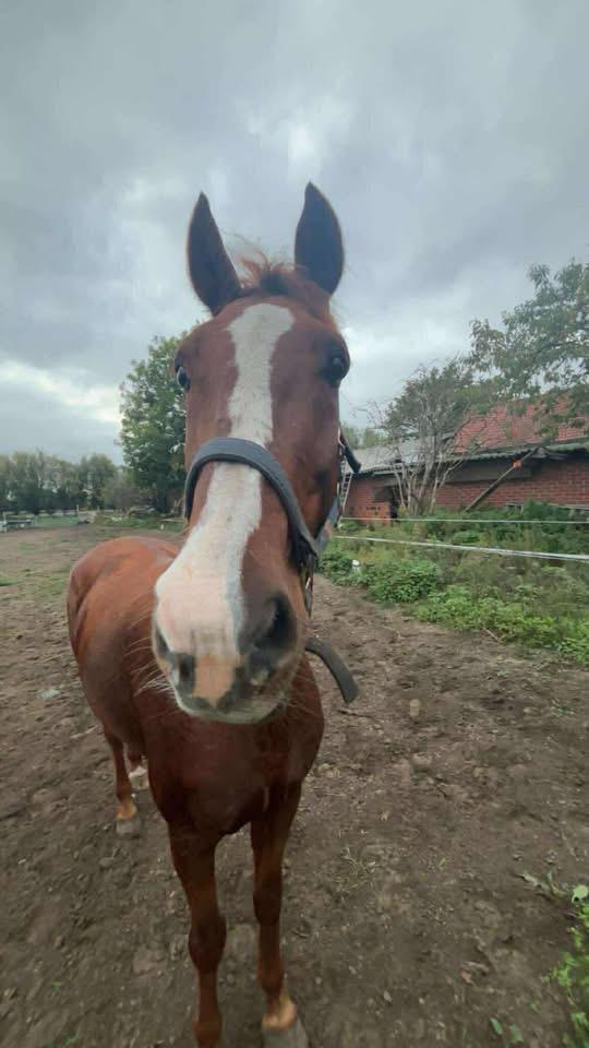 Halve stal gezocht!, Animaux & Accessoires, Chevaux, Hongre