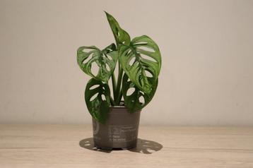 Monstera adansonii beschikbaar voor biedingen