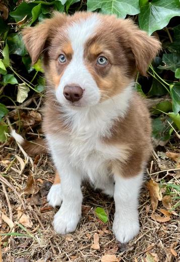 Border Collie Pups, Belgique, 8 à 15 semaines, Colley, Plusieurs