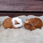 Mooie sheltie cavias, Januari, Mannelijk, Cavia