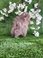 Pomeriaan / dwergkees pomeranian pom pup, België, Keeshond, CDV (hondenziekte), 8 tot 15 weken