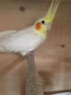 HALF TAMME WITTE EN LUTINO VALKPARKIETEN NU 60 EURO/VOGEL, Dieren en Toebehoren, Meerdere dieren, Parkiet, Tam