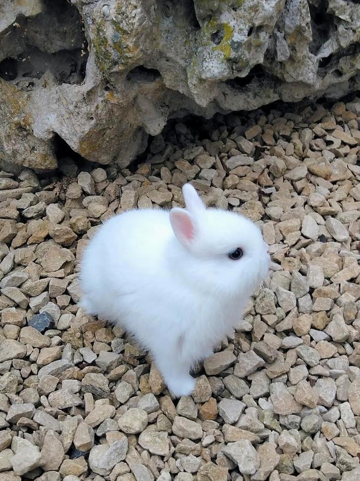 Kleur dwerg konijntje. . . . Pooltje, Dieren en Toebehoren, Konijnen, Dwerg