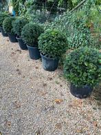 Taxus, Tuin en Terras, Ophalen, Taxus