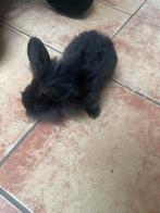 A donner gratuitement / Gratis af te halen, Geslacht onbekend, Klein, 0 tot 2 jaar