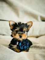 Belgische york shire pupjes te koop, Dieren en Toebehoren, Honden | Jack Russells en Terriërs, CDV (hondenziekte), Meerdere, 8 tot 15 weken
