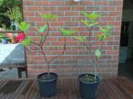 Prachtige planten van vijgenboom, In pot, Minder dan 100 cm, Volle zon, Bloeit niet