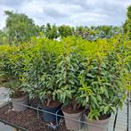 Portugese laurier, Prunus lusitanica angustifolia in pot, Ophalen, Laurier