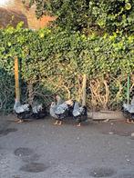 Wyandotte te koop!, Dieren en Toebehoren, Pluimvee