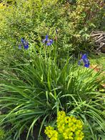 Iris sanguinea, Tuin en Terras, Planten | Tuinplanten, Ophalen