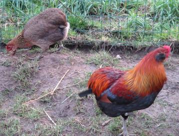 Broedeieren van Araucana (bolstaart)