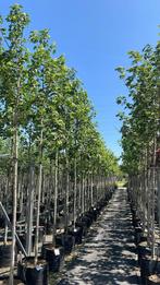 Acer platanoides esdoorn eurostar | bomen in pot!, Tuin en Terras, Planten | Bomen, Ophalen of Verzenden