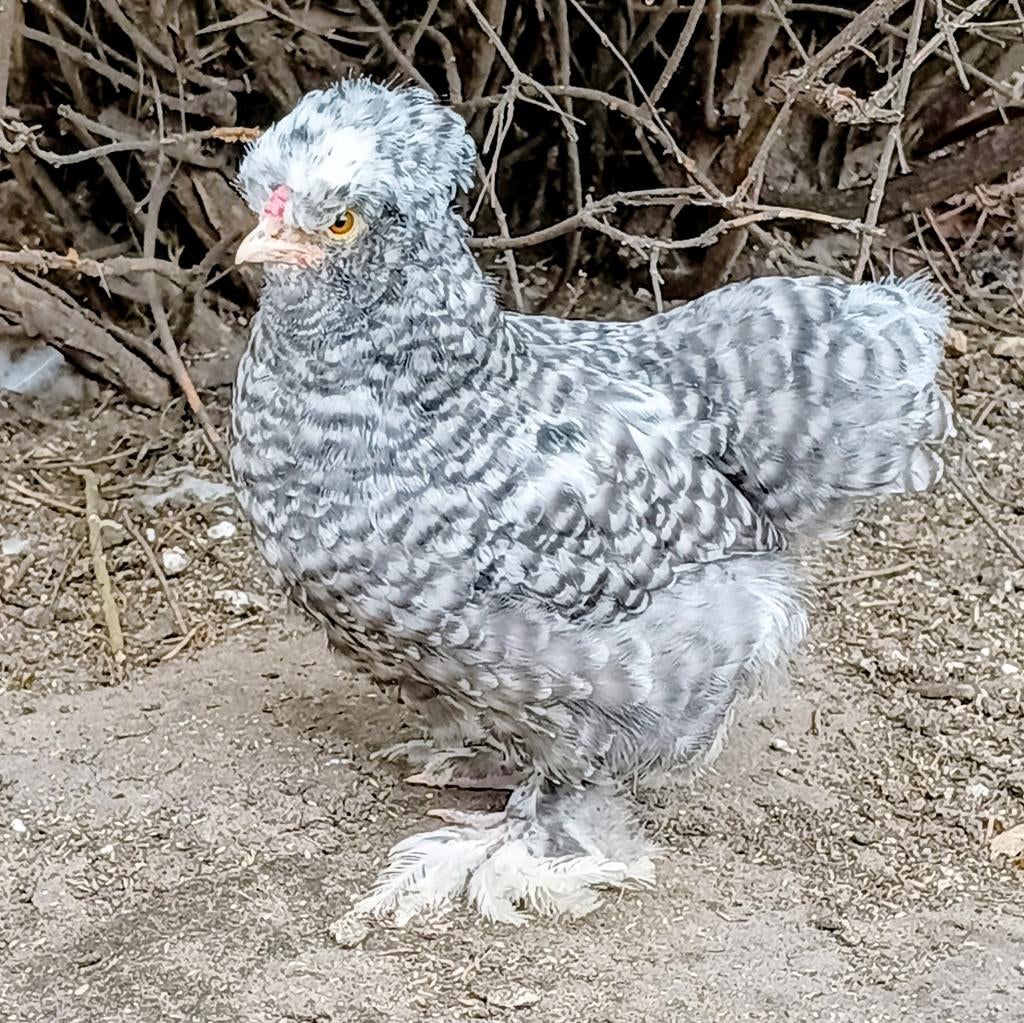 Jonge USA zijdehoen haan blauw koekoek te koop, Dieren en Toebehoren, Pluimvee, Mannelijk, Kip