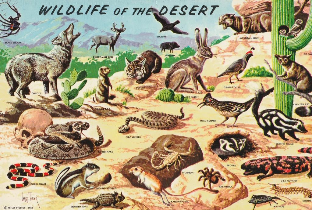 WILDLEVEN  IN  DE  WOESTIJN, Collections, Cartes postales | Animaux, Envoi, Non affranchie, Autres