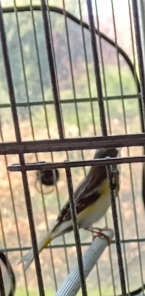 Femelle canari 2025, Animaux & Accessoires, Femelle