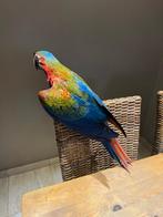 Camelot ara pop 2025, Animaux & Accessoires, Femelle, Perroquet, Domestique