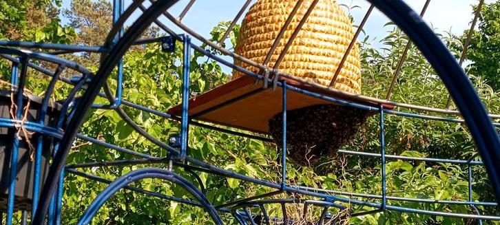 Bijenzwerm weg halen., Dieren en Toebehoren, Insecten en Spinnen