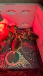 Ganzen en eenden kuikens, Dieren en Toebehoren, Gans of Zwaan