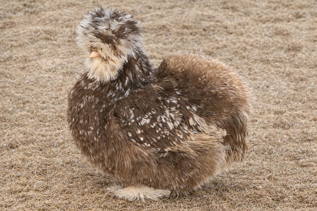USA zijdehoen mottled kuikens, Meerdere dieren, Kip