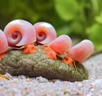 Roze posthoornslakken, Dieren en Toebehoren, Ophalen