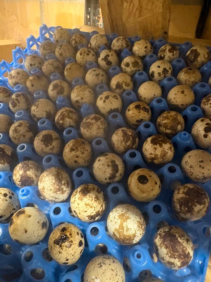 Broedeieren japanse JUMBO kwartels, Dieren en Toebehoren, Vogels | Overige Vogels