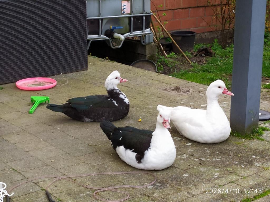 Barberie eenden - muskus eenden