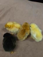 Eendagskuikentjes, Dieren en Toebehoren