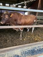 Maine Anjou stier, Dieren en Toebehoren, Mannelijk, 3 tot 6 jaar