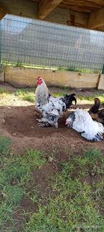 Haan te geef, Dieren en Toebehoren