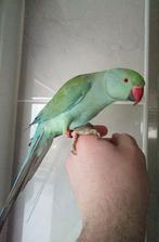 Perruche à collier mâle apprivoisé, Animaux & Accessoires, Mâle, Perruche, Parleur
