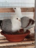 Koppel smierels, Dieren en Toebehoren, Vogels | Duiven