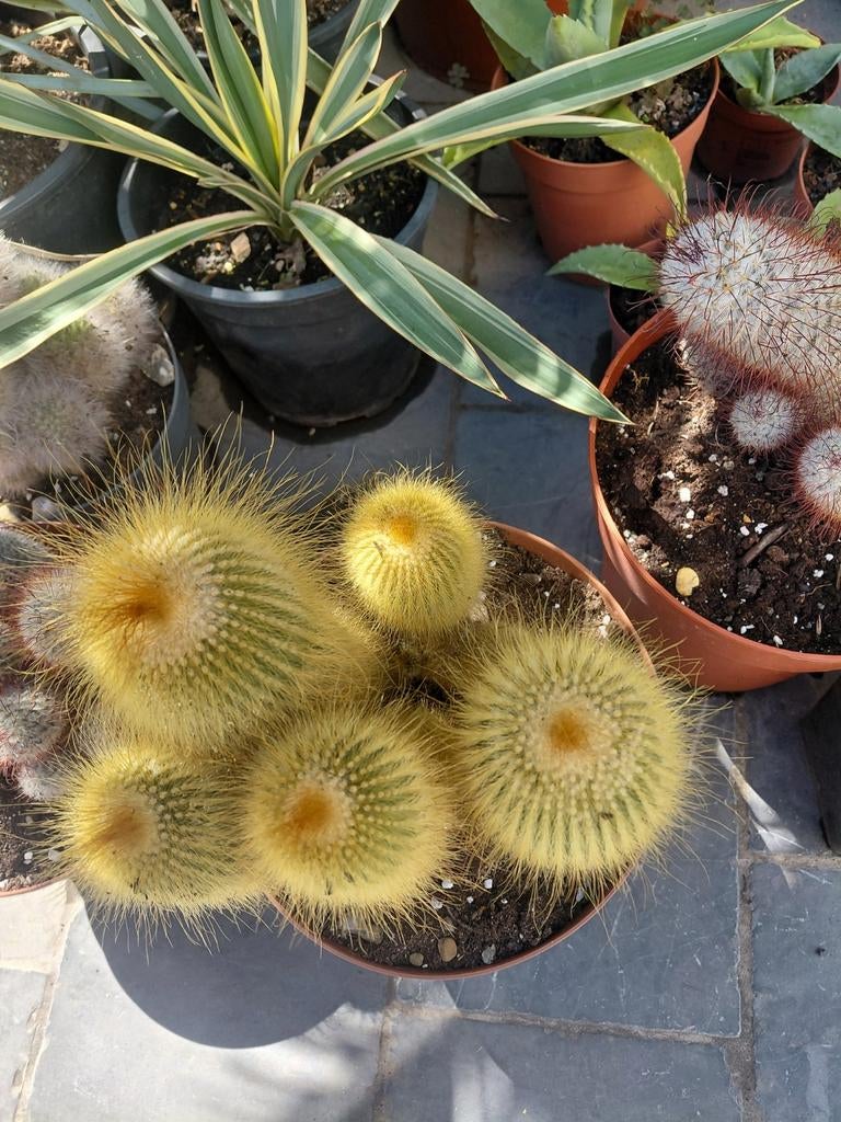 Cactussen, Ophalen