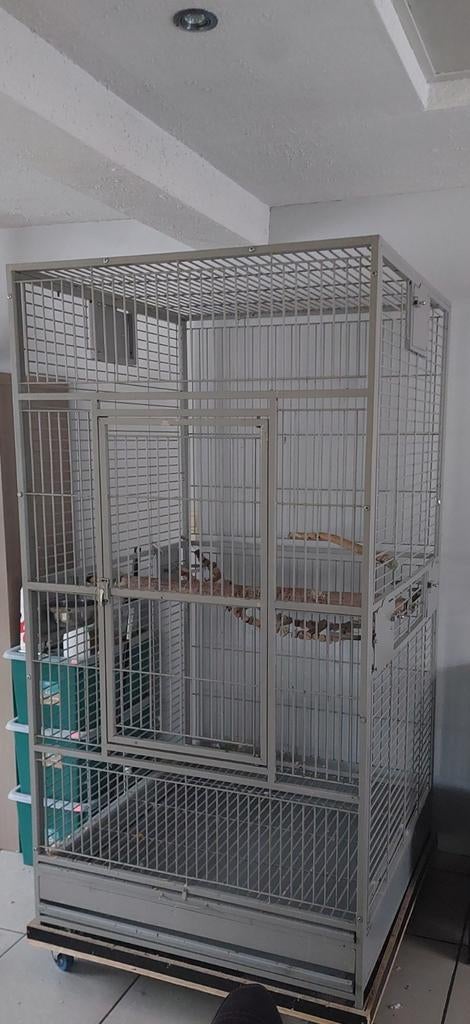 Groote papegaaien kooi en groote javaboom, Ophalen