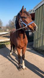 Knappe pony, Dieren en Toebehoren, Pony's, Merrie, 3 tot 6 jaar, Gechipt, Recreatiepony