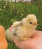 Zijdehoender broedeieren 🐣, Dieren en Toebehoren