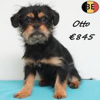 Lieve Yorkinese (York X Pekingees) pups te koop, Otto & Okie, Dieren en Toebehoren, Parvo, België, 15 weken tot 1 jaar, Meerdere