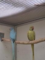 Halsbanden.( koppel), Dieren en Toebehoren, Vogels | Parkieten en Papegaaien, Meerdere dieren, Parkiet, Geringd