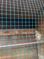 Zanglijster pop te koop, Vrouwelijk, Wildzangvogel, Geringd