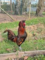 Padua haan, Dieren en Toebehoren, Maart, Mannelijk