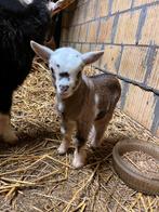 Uitzonderlijk mooi, tam tricolor dwerggeitje, Dieren en Toebehoren, Mannelijk, Geit, 0 tot 2 jaar