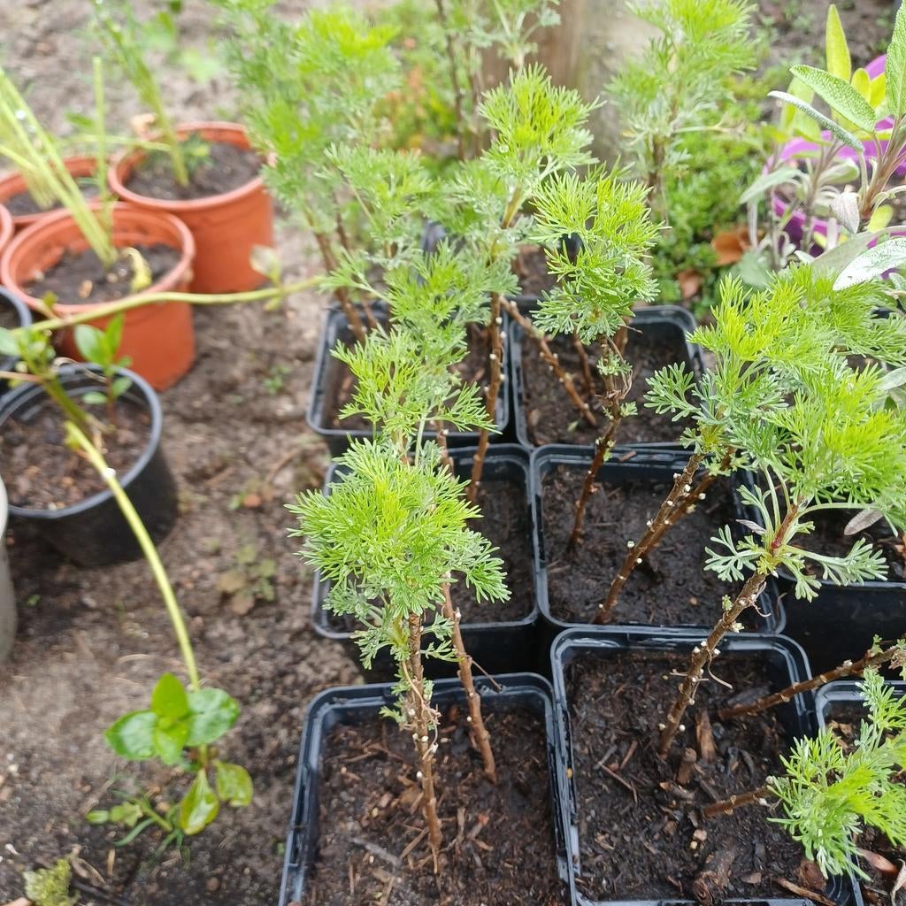 Citroenkruid, Ophalen