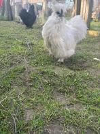 Hele mooie lieve witte zijdehoen haan, Mâle, Poule ou poulet